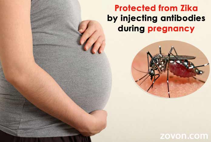 Fetus-may-be-protected-from-Zika-by-injecting-antibodies-during