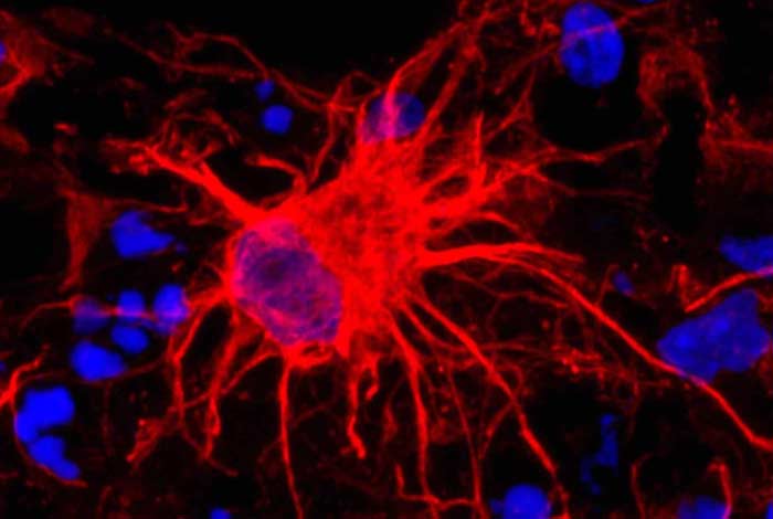 scientists acknowledge star shaped cells crucial for brain development