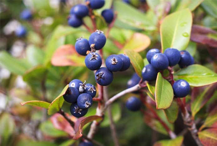 Bilberry Uses Interactions Side Effects and Dosage Bilberry Uses Interactions Side Effects and Dosage